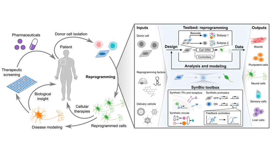 Engineering cell fate: Applying synthetic biology to cellular reprogramming